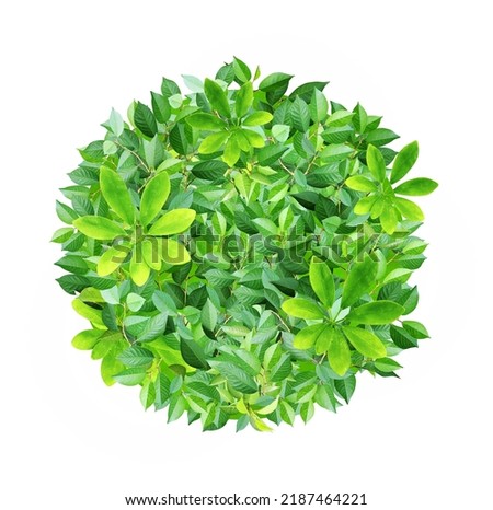 Responsible consumption. Circle from green leaves. Eco-friendly business. Love of nature. Ecology and zero waste concept. Isolated on white background
