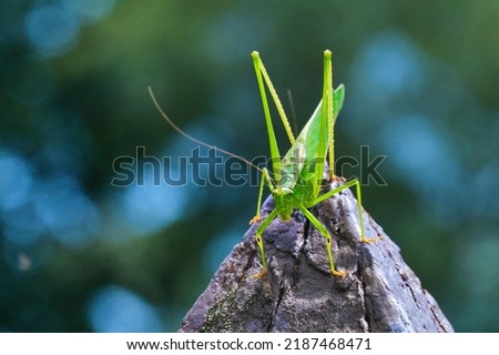 Northern bush katydid sits on a pointed fence post Royalty-Free Stock Photo #2187468471