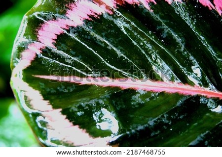 Leaves with green and pink ridges