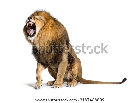Sitting Lion, roaring and showing his teeth aggressively, Panthera leo, isolated on white Royalty-Free Stock Photo #2187468809