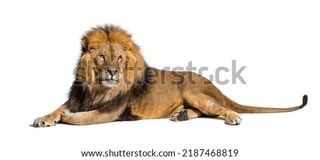 Male adult lion lying down, Panthera leo, isolated on white Royalty-Free Stock Photo #2187468819