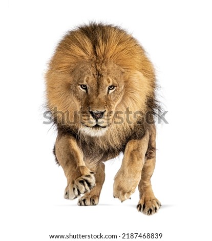 Front view of a Male adult lion jumping on the camera, isolated on white Royalty-Free Stock Photo #2187468839