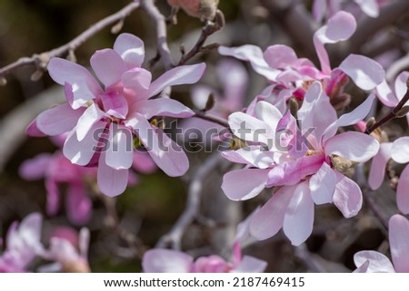 Pink magnolia blossoms in spring