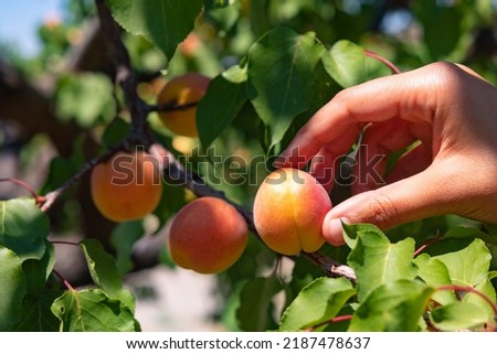 Picking or collecting or harvesting an apricot on the tree in summer. Apricot production background photo. Organic raw fruits.