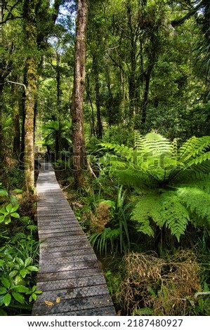 Wooden walkway through a swampy area of the lush temperate rainforest of Tararua Forest Park, in the south of North Island, New Zealand, a huge tree fern in the foreground.
 Royalty-Free Stock Photo #2187480927