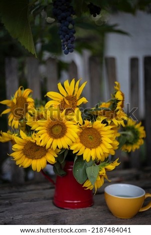 sunflowers in a red teapot on the background of the fence
