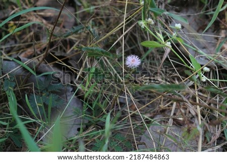 Photo of shy princess plant. Its latin name is Mimosa pudica.
