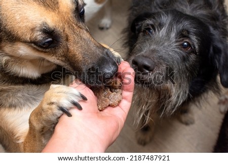 The dog takes a treat in the form of bones from the hands of a person. High quality photo