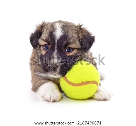 Small puppy with ball isolated on a white background.