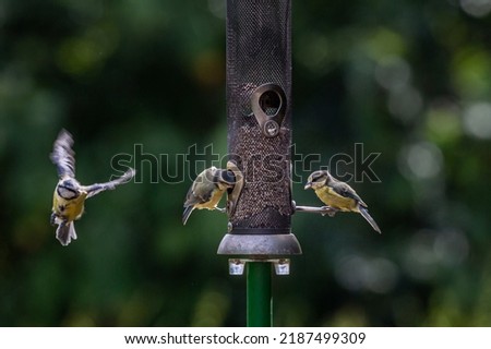 Two blue tits perched on a bird feeder with another in flight nearby, with a shallow depth of field Royalty-Free Stock Photo #2187499309