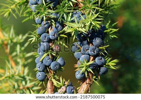 Juniper berries on tree, fresh aromatic fruit, the main ingredient of gin drink  Royalty-Free Stock Photo #2187500075