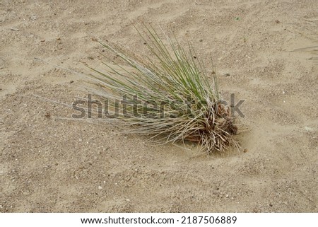 Dry land amid drought. Hot desert in Egypt. Feeling lost, alone and desolate. Thirst. No rain in summer. Abandoned weed in national park in California. Heat. Death. Sand dune on beach. Wild travel. Royalty-Free Stock Photo #2187506889