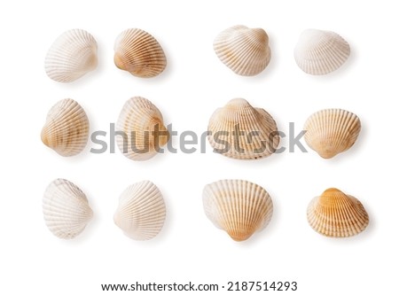 Set of common cockle shells isolated on a white background. Empty shells of Black sea Cerastoderma edule cutout. Marine bivalve mollusc multicolored shells macro. Saltwater shellfish, clams. Top view. Royalty-Free Stock Photo #2187514293