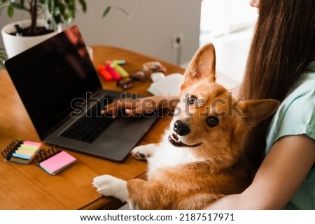 Business woman with Corgi dog working online on laptop and typing text to colleagues. Teamwork with Welsh Corgi Pembroke at home. Close-up photo of typing text on laptop