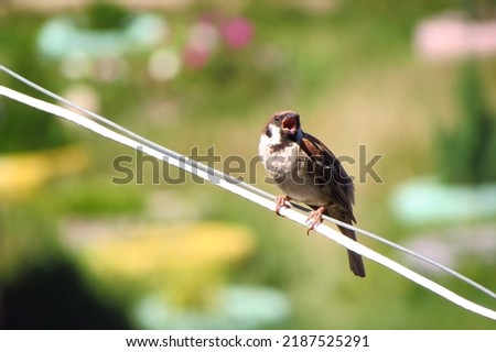                                A sparrow basks in the sun sitting on a wire, opens its beak. Sparrow with open beak. Royalty-Free Stock Photo #2187525291