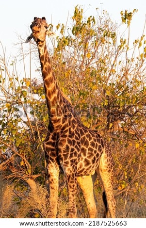 Pictures of giraffe from safari