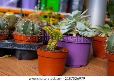 Overhead view of a circular green spiny cactus.Round green cactus, prickly plant, top view, lateral view. Tropical cactus plants with sharp spines growing. Background image of cactus,Golden barrel.