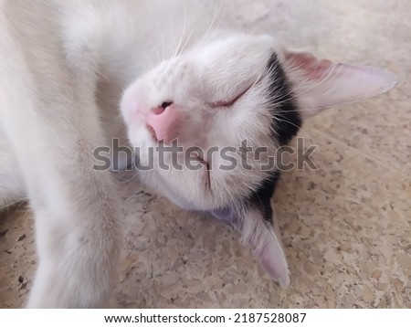 White a cat sleeping on the floor
