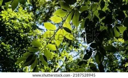 Leaves silhouette with sky background, sky overcast