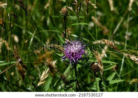 Brownray Knapweed (Pink Flower) is species of herbaceous perennial plant, with insect at the center.