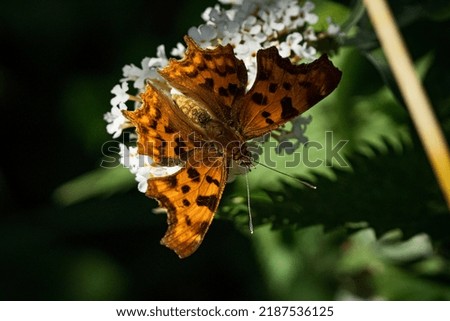 Nature: Butterfly on white flowers