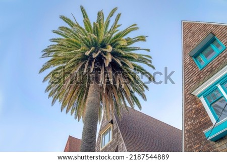 Low angle view of a palm tree and gable houses with cedar shingles siding in San Francisco, CA. There are houses with picture windows on its roof peaks and a background of a clear sky.