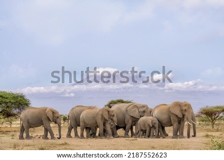 herd of African elephants walking together with background of Kilimanjaro mountain at Amboseli national park Kenya.