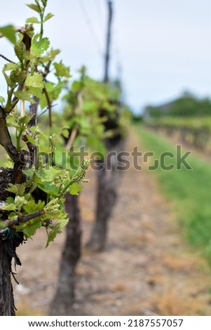 Closeup on grapevine just starting to grow in spring