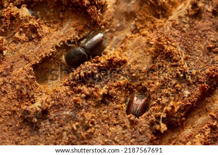 European spruce bark beetles working on fir wood, this insect is a major pest on spruce forests, macro photo with high magnification Royalty-Free Stock Photo #2187567691