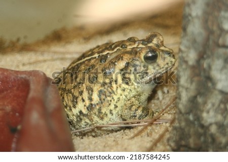 A Southern Toad (Bufo terrestris) at a local zoo