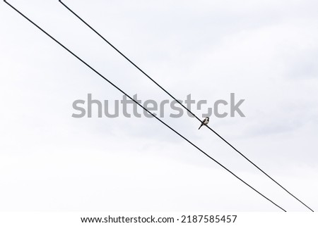 A sparrow bird perched on an electric wire in the sky