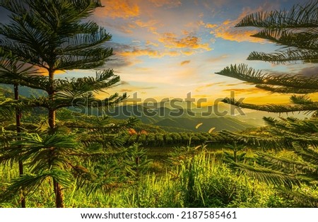 beautiful pine and mountain view in the morning,view of mountains and pines in spring,Aerial View On Spacious Pine Forest At Sunrise,mountain and pine view Royalty-Free Stock Photo #2187585461