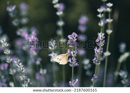 White butterfly on lavender in the garden