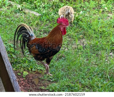 A rooster is looking for worms