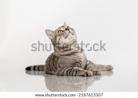 Cute gray tabby cat looking up Royalty-Free Stock Photo #2187613307