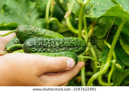 Hands holding fresh cucumbers from the garden. Growing vegetables. Hill of cucumbers