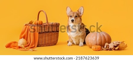 Cute dog, wicker basket, autumn leaves and pumpkins on yellow background. Thanksgiving day celebration