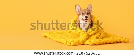 Cute Corgi dog with warm knitted plaid on yellow background with space for text Royalty-Free Stock Photo #2187623651