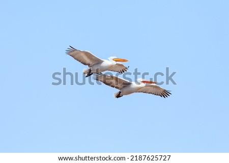 Two flying Dalmatian Pelican in the delta of Volga River (near Caspian sea, Astrakhan, Russia). The Dalmatian pelican (Pelecanus crispus) is the largest member of the pelican family. Royalty-Free Stock Photo #2187625727