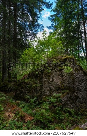 Root stock of a fir tree, growing on a boulder, a spruce growing on a stone in the forest by the big waterfall, Adelboden, Switzerland