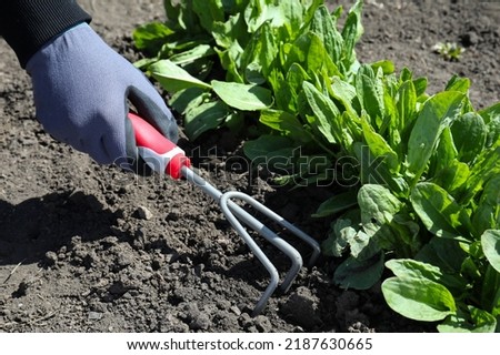 Gardener loosening soil near sorrel plants in garden, closeup Royalty-Free Stock Photo #2187630665