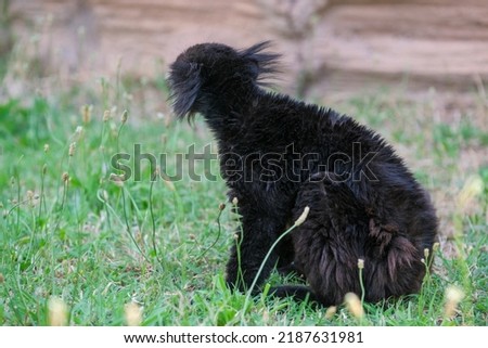 black macaque lemur in open zoo area. High quality photo