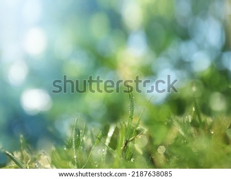 Beautiful green grass with morning dew on sunny day. Bokeh effect