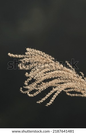 the Sunset in the field. Close view of grass stems against dusty sky.
