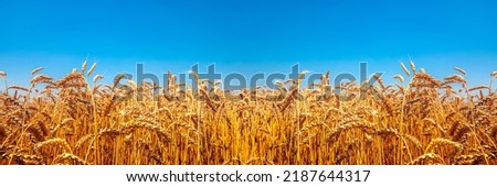 Nature Ukraina flag meadow wheat under sky  Royalty-Free Stock Photo #2187644317