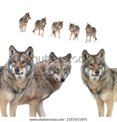 wolfs isolated on white background