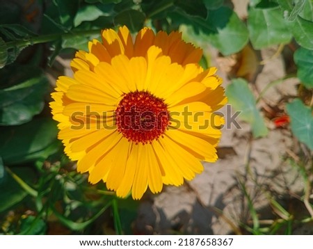 Calendula Officinali is a nontoxic specie of flowers.