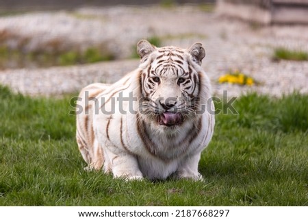 A white, albino Bengal tiger resting  the at the zoo paddock. Animals threatened with extinction. Photo taken in natural, soft light.