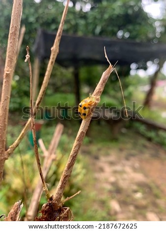 This orange beetle is really beautiful, thiss beetle is in my garden and I took a picture of it.