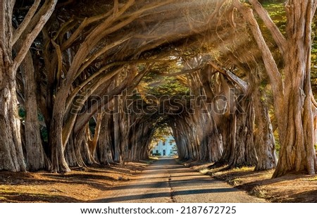 Beautiful shady alley of trees. Tree tunnel road. Sunshine in tree tunnel road. Tree tunnel road landscape Royalty-Free Stock Photo #2187672725